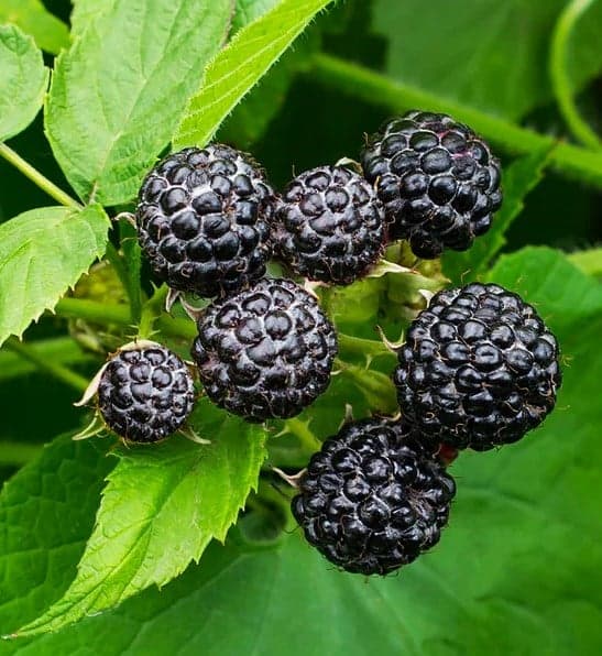 Benefits Of Unrefined Black Raspberry Seed Oil